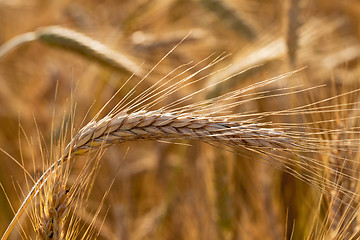 Image showing mature wheat  