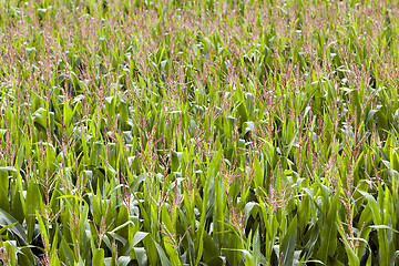 Image showing corn field  