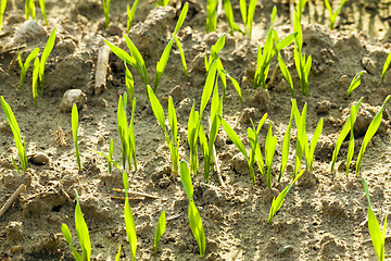 Image showing wheat sprouts 
