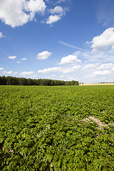 Image showing potato field  