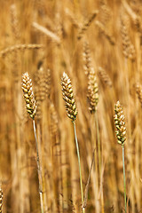 Image showing cereals  