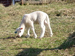 Image showing Lamb