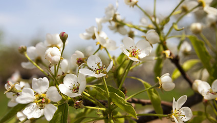Image showing blossoming trees  