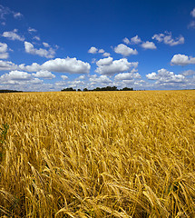 Image showing wheat field  