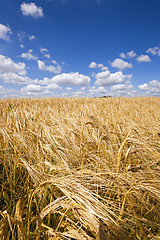 Image showing wheat field  