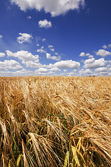 Image showing wheat field  