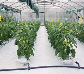 Image showing Hydroponic Cultivation