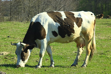 Image showing cow grazing in the pasture