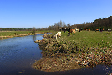 Image showing cows go near the river