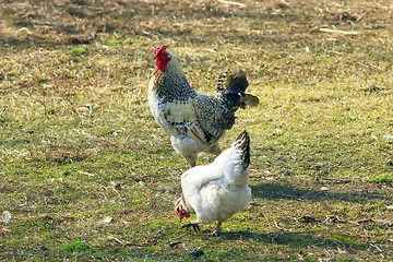 Image showing cock and hen walk on the rural court yard