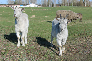 Image showing two young goats on the pasture