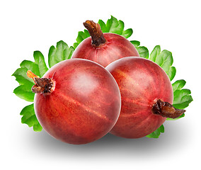 Image showing Red gooseberry