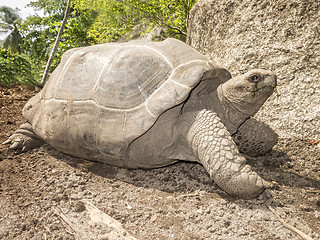 Image showing Seychelles Giant tortoise