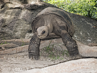 Image showing Seychelles Giant tortoise