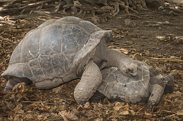 Image showing Seychelles Giant tortoises mating