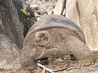 Image showing Giant tortoise