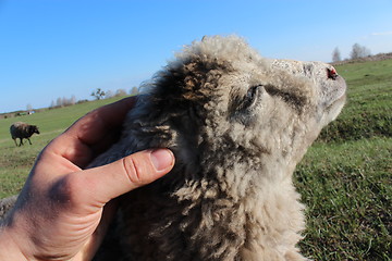 Image showing hand strokes sheep on the head