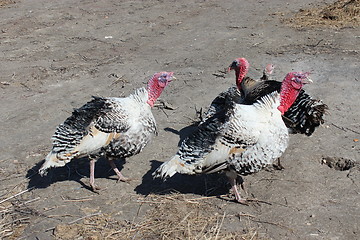 Image showing turkeys in the village