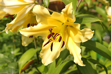 Image showing Yellow lilies blooming on a flowerbed