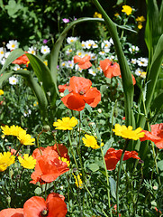 Image showing Poppies, daisies and corn marigolds