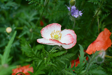 Image showing White field poppy with red-tipped petals