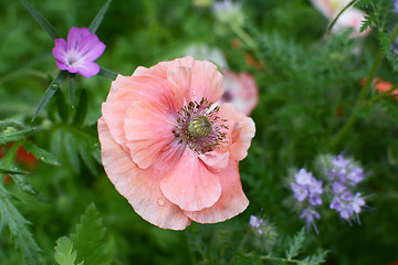 Image showing Delicate pale pink field poppy