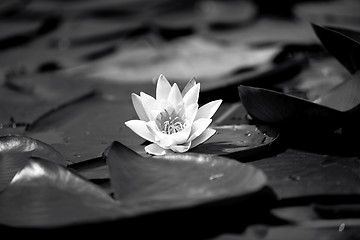 Image showing Water lily in the lake