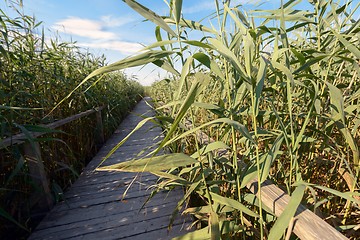 Image showing Wooden path trough the reed