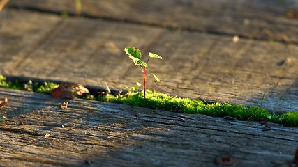 Image showing Fresh green plant outdoors