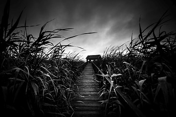 Image showing Wooden path trough the reed