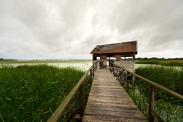 Image showing Wooden path trough the reed