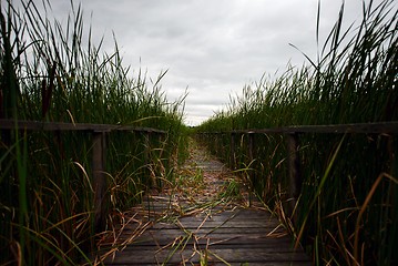 Image showing Wooden path trough the reed