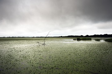 Image showing Fresh green plants outdoors 