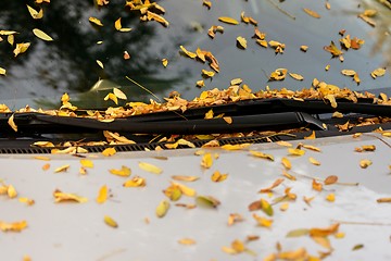 Image showing Car\'s windshield with autumnal leaves