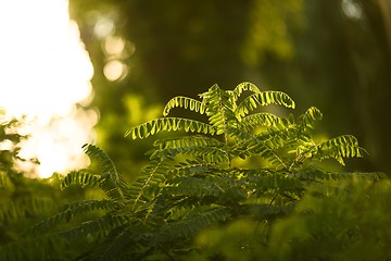 Image showing Fresh green plants outdoors 