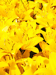 Image showing Closeup of beautiful bouquet of yellow lilies