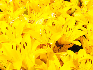 Image showing Closeup of beautiful bouquet of yellow lilies