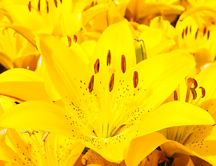 Image showing Closeup of beautiful bouquet of yellow lilies