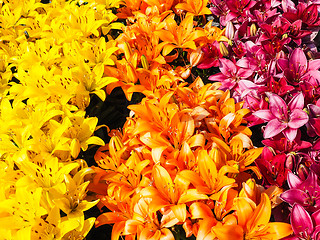 Image showing Closeup of beautiful rows with yellow, orange and dark pink lili