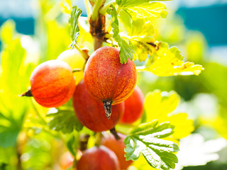 Image showing Hinomeaki ribes at closeup on plant in sunlight