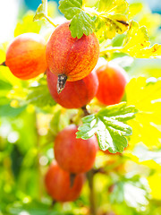 Image showing Hinomeaki ribes at closeup on plant in sunlight