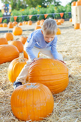 Image showing pumpkin patch