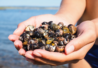 Image showing Young female person with hands full of salt water snails on the 
