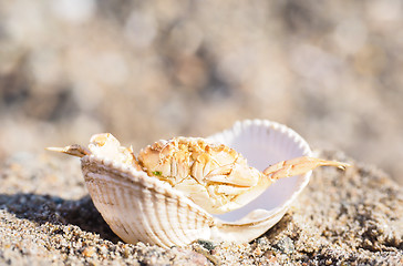 Image showing Closeup of a crab hiding in a empty white clam in sand