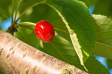 Image showing Sweet cherry.