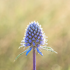 Image showing Flower sea holly blue (eryngium planum).