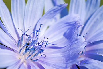 Image showing Flower of chicory.