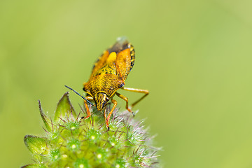 Image showing Yellow shield bug.