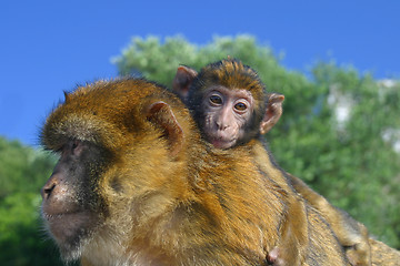 Image showing Monkey2