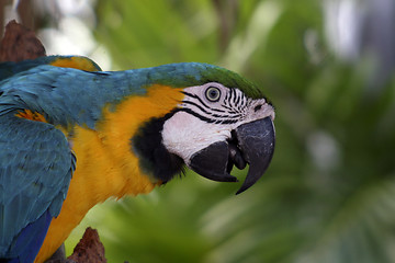 Image showing Colorful Macaw